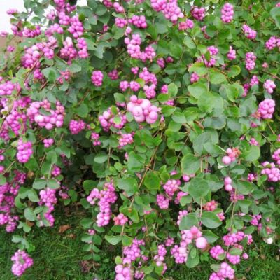 Снежноягодник Аметист фото