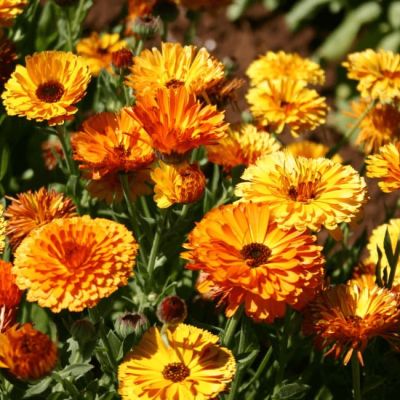 Календула Смесь окрасок Календула Смесь окрасок фото