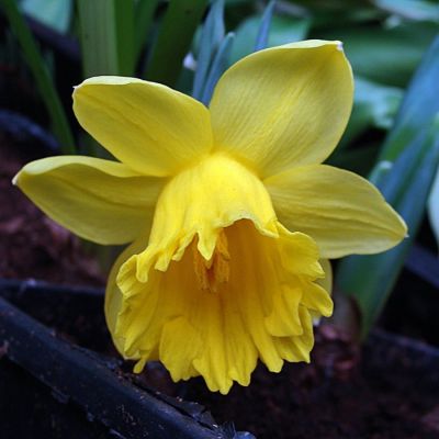 Нарцисс Парк Сан Нарцисс Парк Сан - Dolina-Sad.Ru