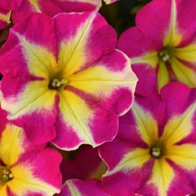 Петуния Крейзитаня Пинк Фламинго - Dolina-Sad.Ru