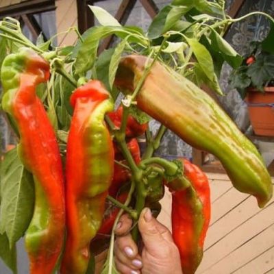 Перец Какаду F1 Перец Какаду F1 фото