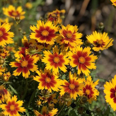 Кореопсис Аптик Голд энд Бронз Кореопсис Аптик Голд энд Бронз - Dolina-Sad.Ru