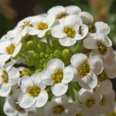 Алиссум Лимонад фото