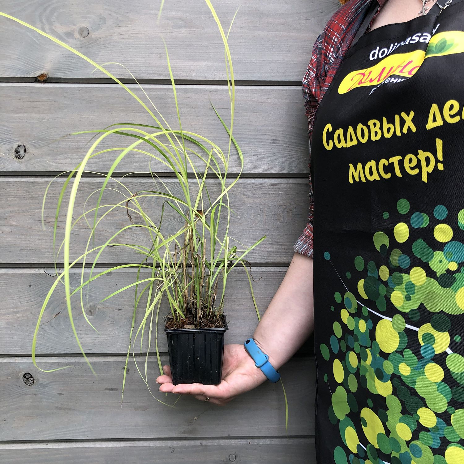 Мискантус китайский Ротер Пфейл Мискантус китайский Ротер Пфейл фото