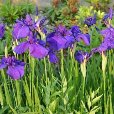 ИрисЭнсата Сенсейшанс ИрисЭнсата Сенсейшанс фото