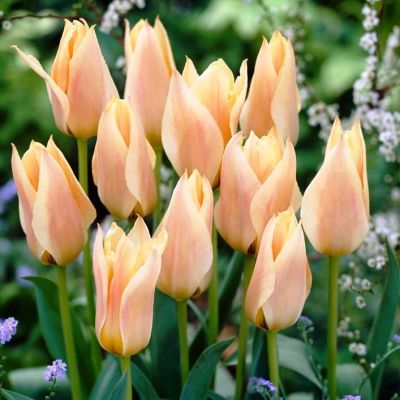 Тюльпан Литл Герл Тюльпан Литл Герл фото