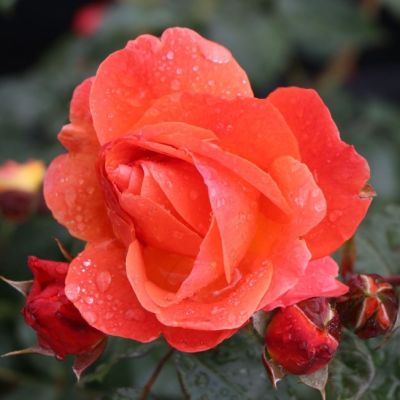 Роза Монинг Сан Роза Монинг Сан - Dolina-Sad.Ru