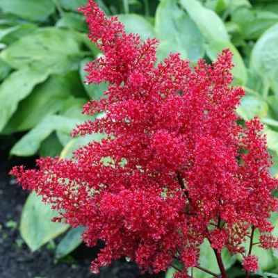 Астильба японская Ред Сентинел Астильба японская Ред Сентинел - Dolina-Sad.Ru