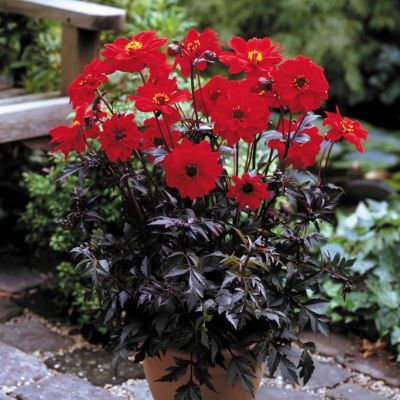 Георгина Бишоп оф Ландафф - Dolina-Sad.Ru