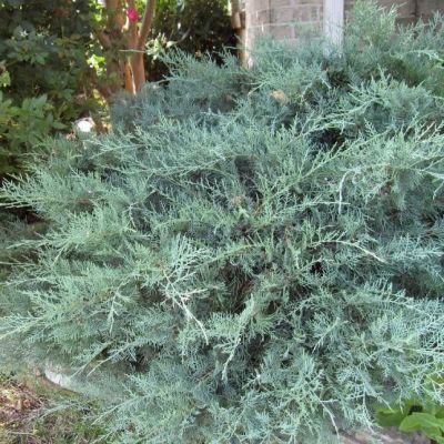 Можжевельник виргинский Грей Оул Можжевельник виргинский Грей Оул фото