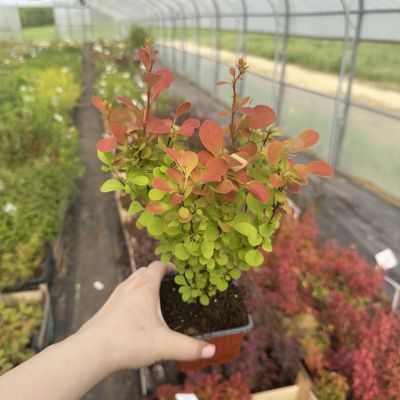 Брабарис тунберга Неон Брабарис тунберга Неон - Dolina-Sad.Ru