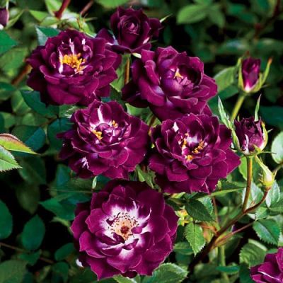 Роза Пурпл Мини фото