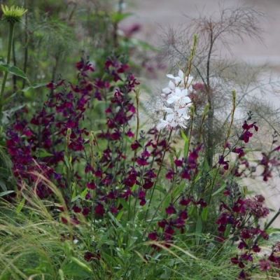 Шалфей Начтвиндер Шалфей Начтвиндер - Dolina-Sad.Ru