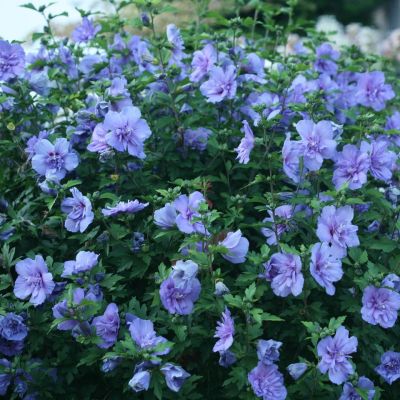 Гибискус сирийский Азурри Гибискус сирийский Азурри - Dolina-Sad.Ru