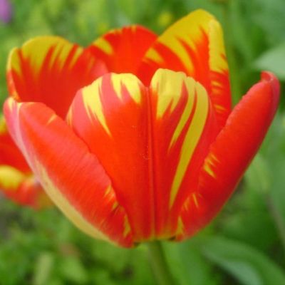 Тюльпан Мистик Гарант Тюльпан Мистик Гарант фото