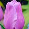 Тюльпан Алиби фото