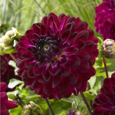 Георгина Буран Георгина Буран фото