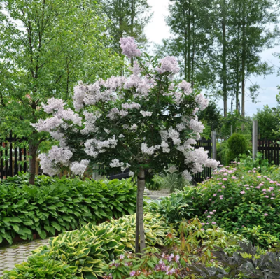 Сирень на штабе Красавица Москвы фото