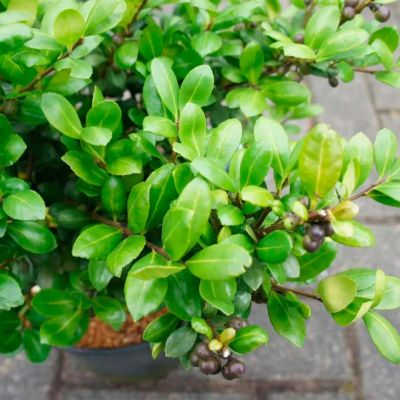 Падуб городчатый Хетзи Падуб городчатый Хетзи - Dolina-Sad.Ru