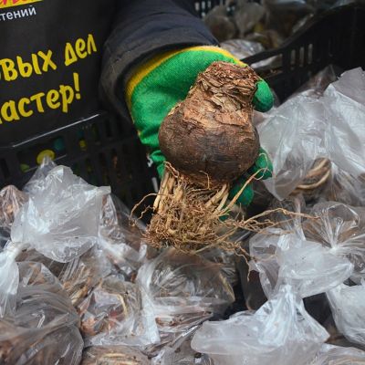 Амариллис Феррари Амариллис Феррари - Dolina-Sad.Ru