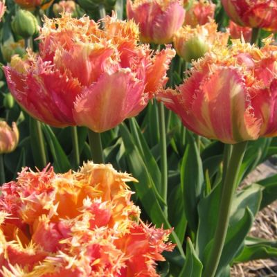 Тюльпан Эспирит Тюльпан Эспирит фото