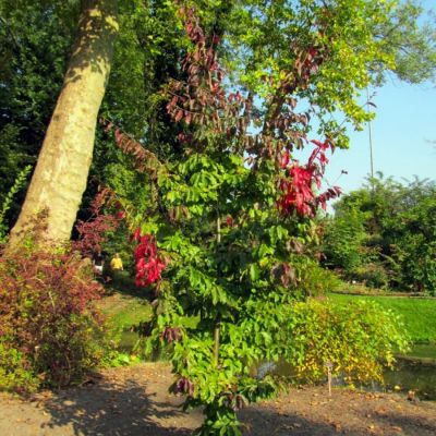 Парротия персидская Белла Парротия персидская Белла - Dolina-Sad.Ru