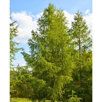 Лиственница широкочешуйчатая Лиственница широкочешуйчатая - Dolina-Sad.Ru