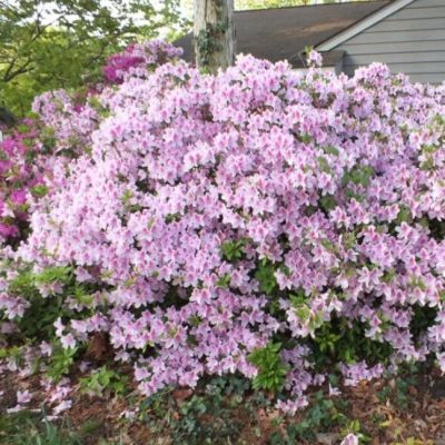 Дейция гибридная Пинк Пом-Пом Дейция гибридная Пинк Пом-Пом фото