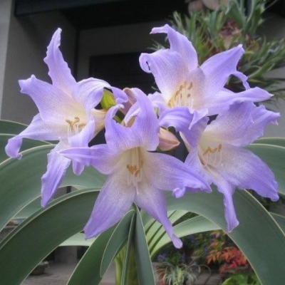 Амариллис Лилак Амариллис Лилак - Dolina-Sad.Ru