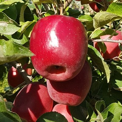Яблоня Джули Рэд Яблоня Джули Рэд - Dolina-Sad.Ru