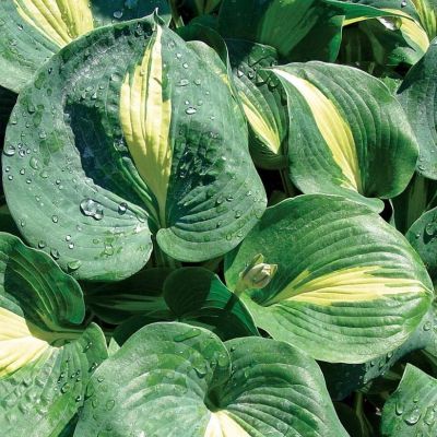 Хоста Тандерболт Хоста Тандерболт - Dolina-Sad.Ru