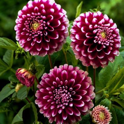 Георгина Курара Георгина Курара фото