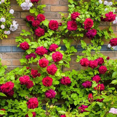 Роза Джаз фото