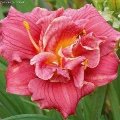 Лилейник Кьют Эс Кэн Би Лилейник Кьют Эс Кэн Би фото