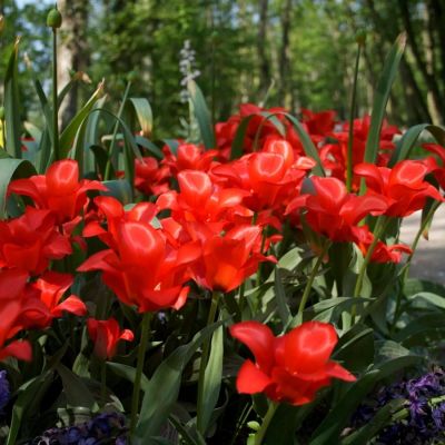 Тюльпан Ориентал Бьюти Тюльпан Ориентал Бьюти - Dolina-Sad.Ru