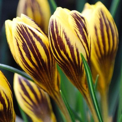 Крокус Гипси Герл Крокус Гипси Герл фото