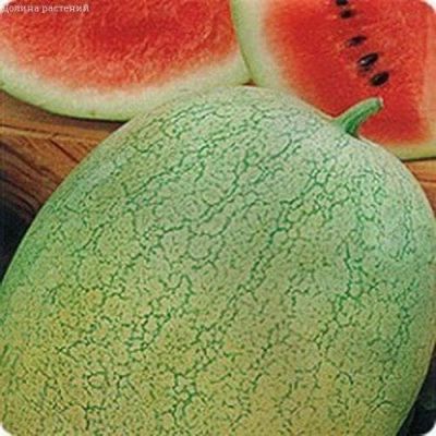 Арбуз Атаманский фото