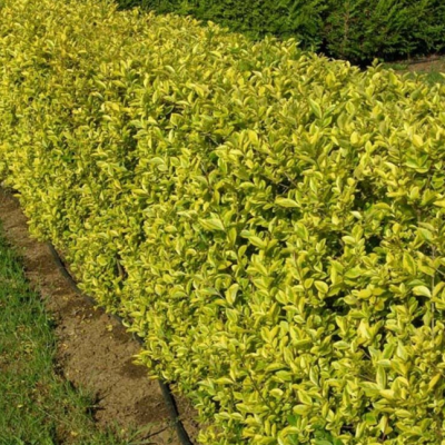 Бирючина овальнолистная Бирючина овальнолистная фото