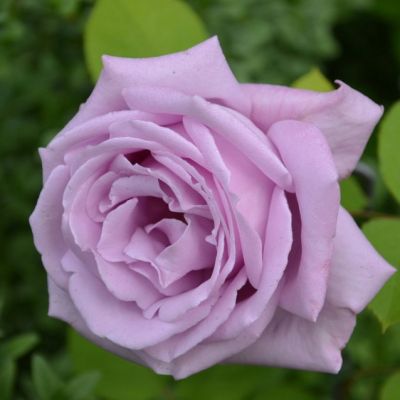 Роза Нил Блю Роза Нил Блю - Dolina-Sad.Ru