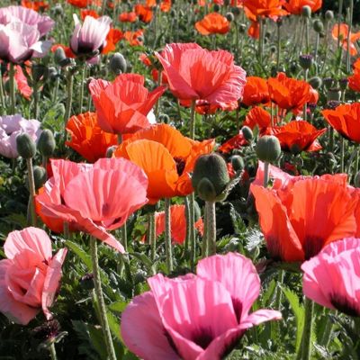 Мак восточный Пиззакато - Dolina-Sad.Ru