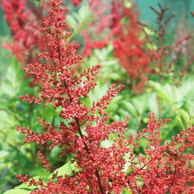 Астильба японская Ред Сентинел Астильба японская Ред Сентинел - Dolina-Sad.Ru