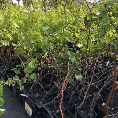 Виноград Кодрянка Виноград Кодрянка фото