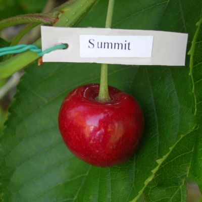 Черешня Саммит - Dolina-Sad.Ru