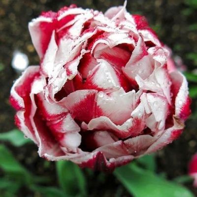 Тюльпан Вироза Тюльпан Вироза фото