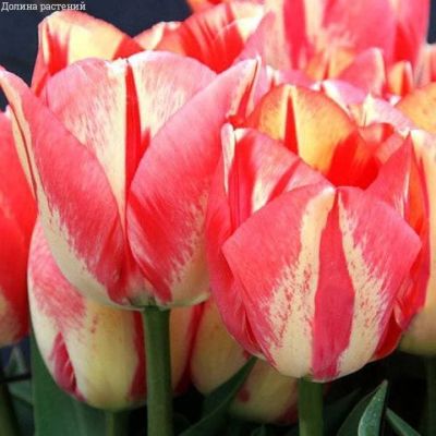 Тюльпан Спринг Сюрпрайс за рубль Тюльпан Спринг Сюрпрайс за рубль фото