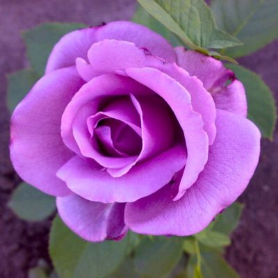 Роза Блу Найл Роза Блу Найл - Dolina-Sad.Ru