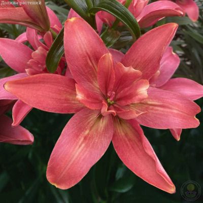 Лилия Хотпантс Лилия Хотпантс фото