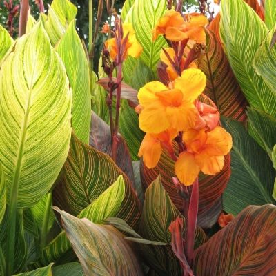 Канна Стриата - Dolina-Sad.Ru