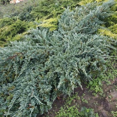 Можжевельник чешуйчатый Блю Карпет, С3 Можжевельник чешуйчатый Блю Карпет, С3 - Dolina-Sad.Ru