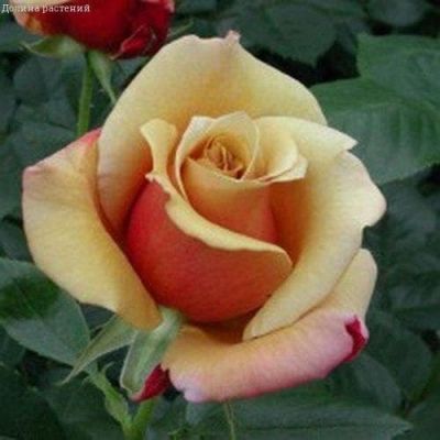 Роза Бель Эпок Роза Бель Эпок фото